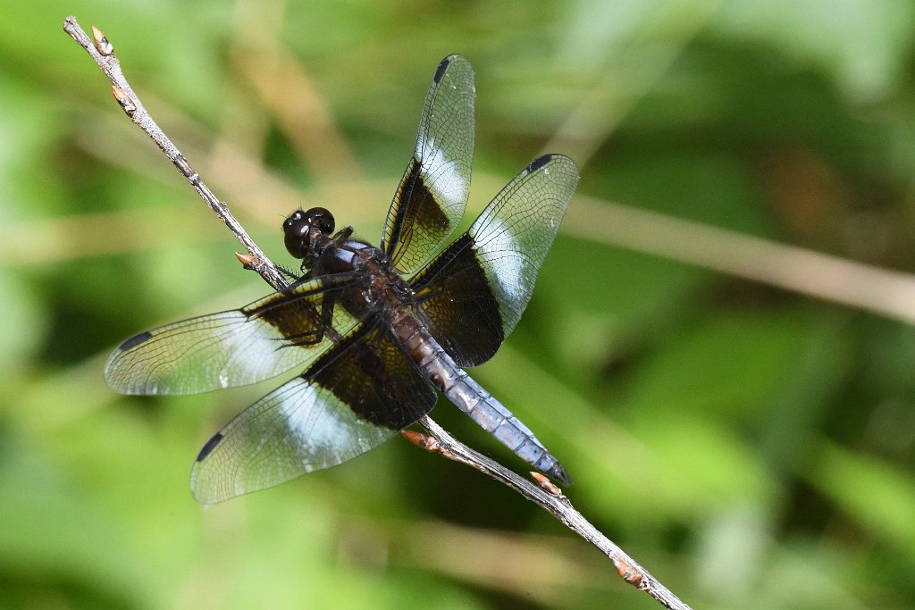 120 2017-07292914 Westborough WMA, MA.JPG - Widow Skimmer Dragonfly (Libellula luctuosa). Westborough WIldlife Management Area, MA, 7-29-2017